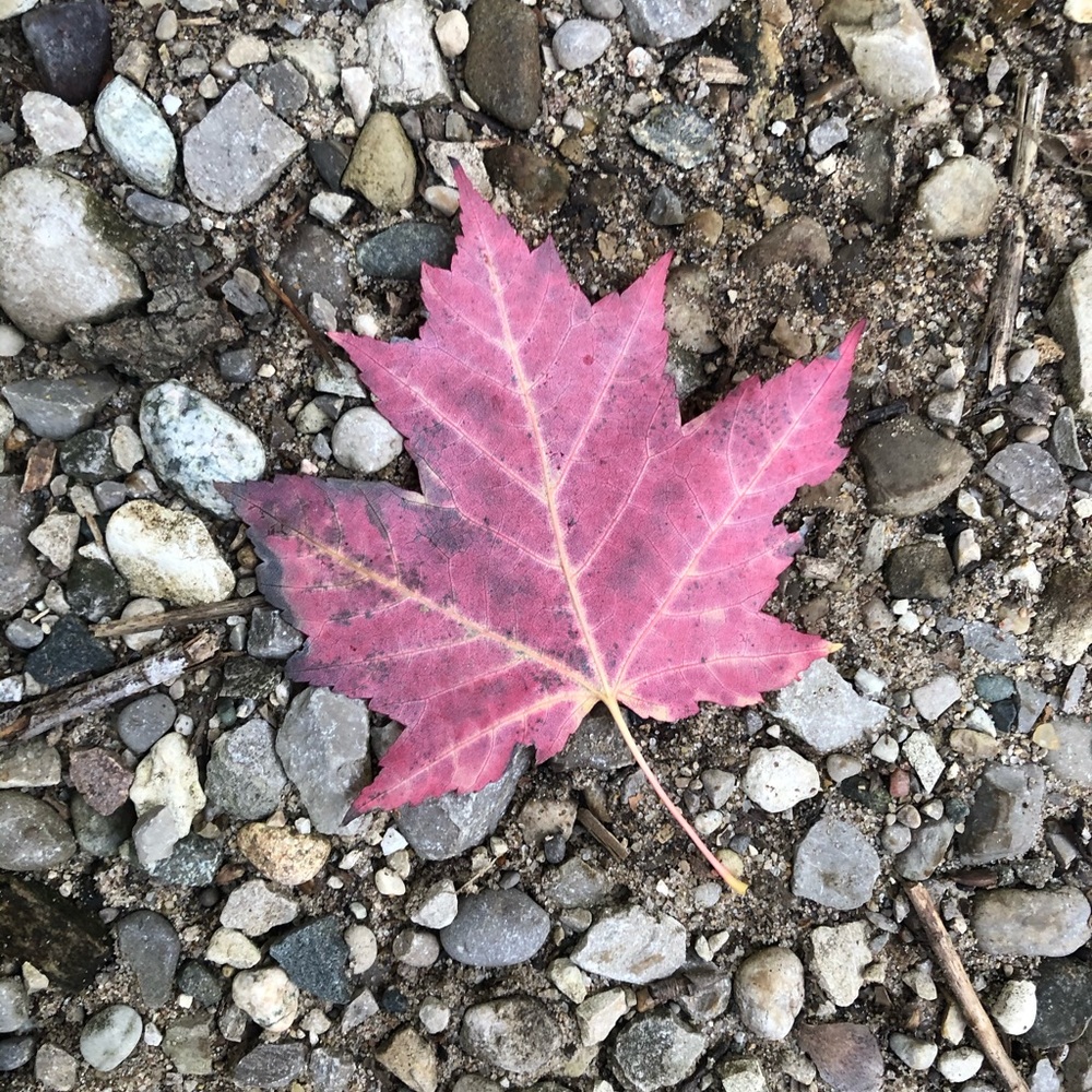 New Listings!!🍁